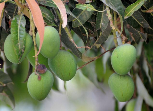Green mangoes in Karnataka (Photo source: The Hindu)