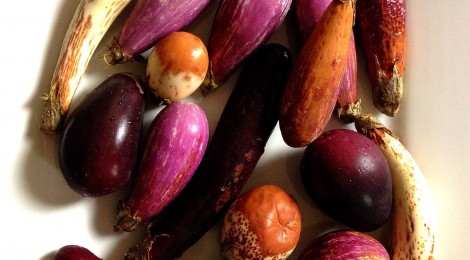 Spicing up baby eggplants