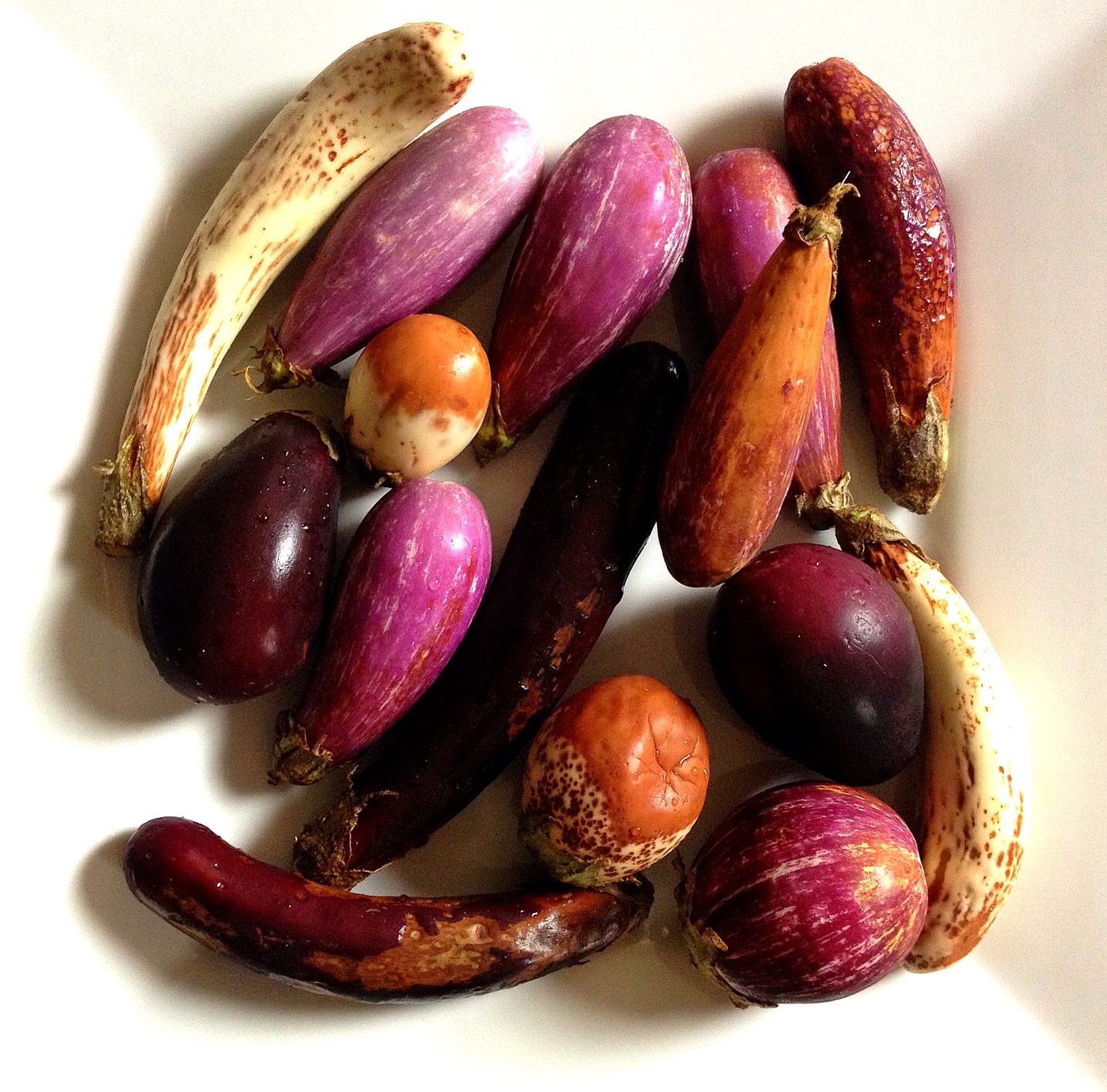 Mixed baby eggplants