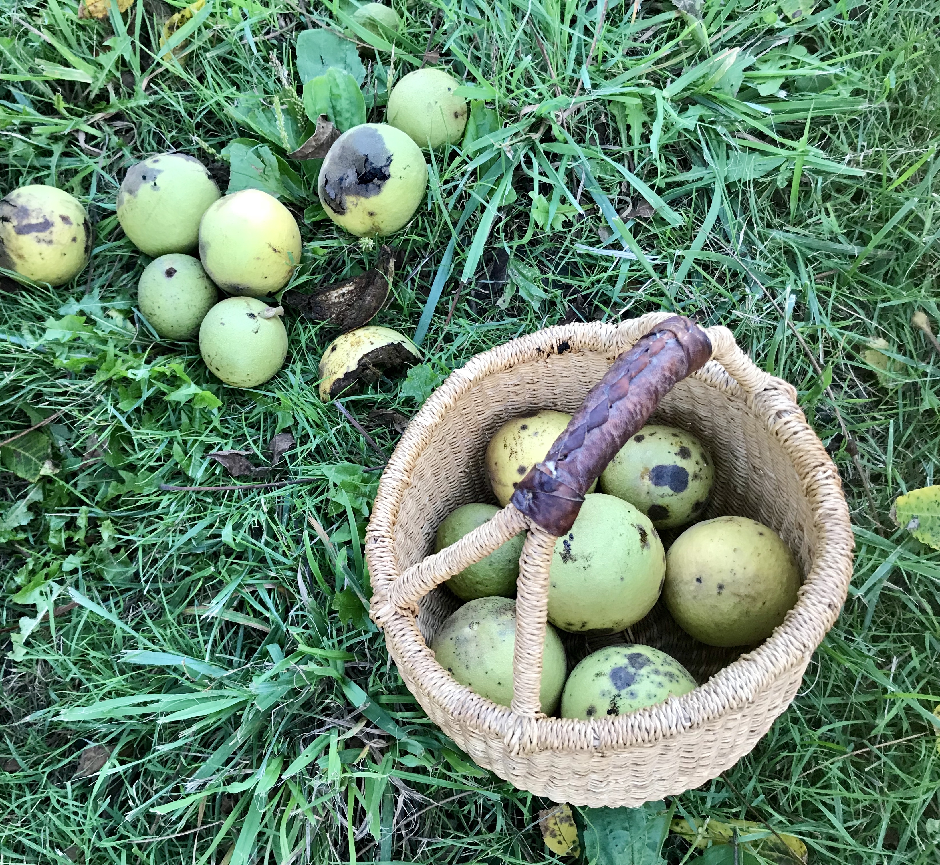 Foraging for black walnuts in Central Park