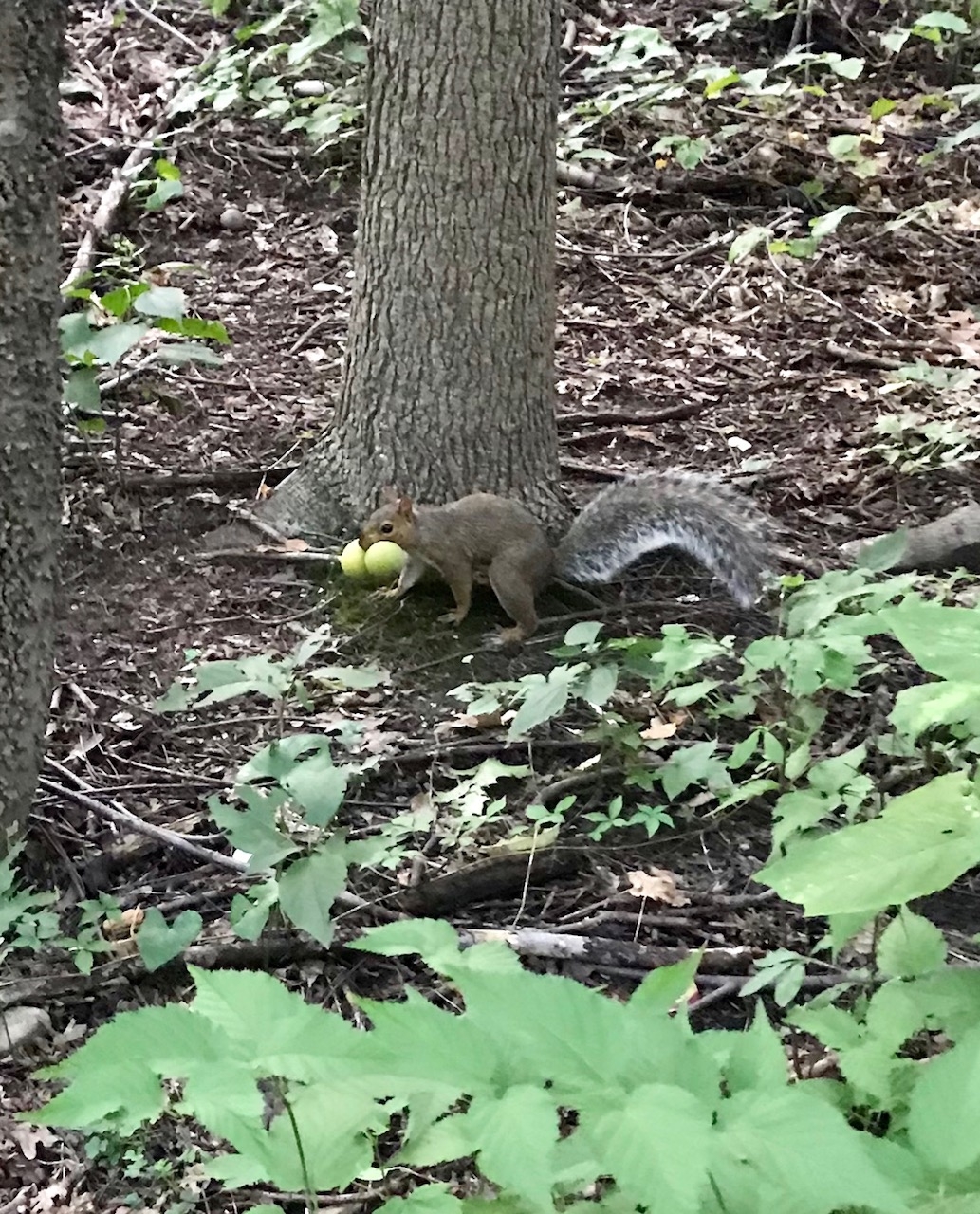 Foraging for black walnuts in Central Park